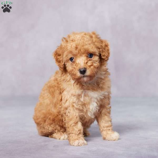 Rose, Toy Poodle Puppy